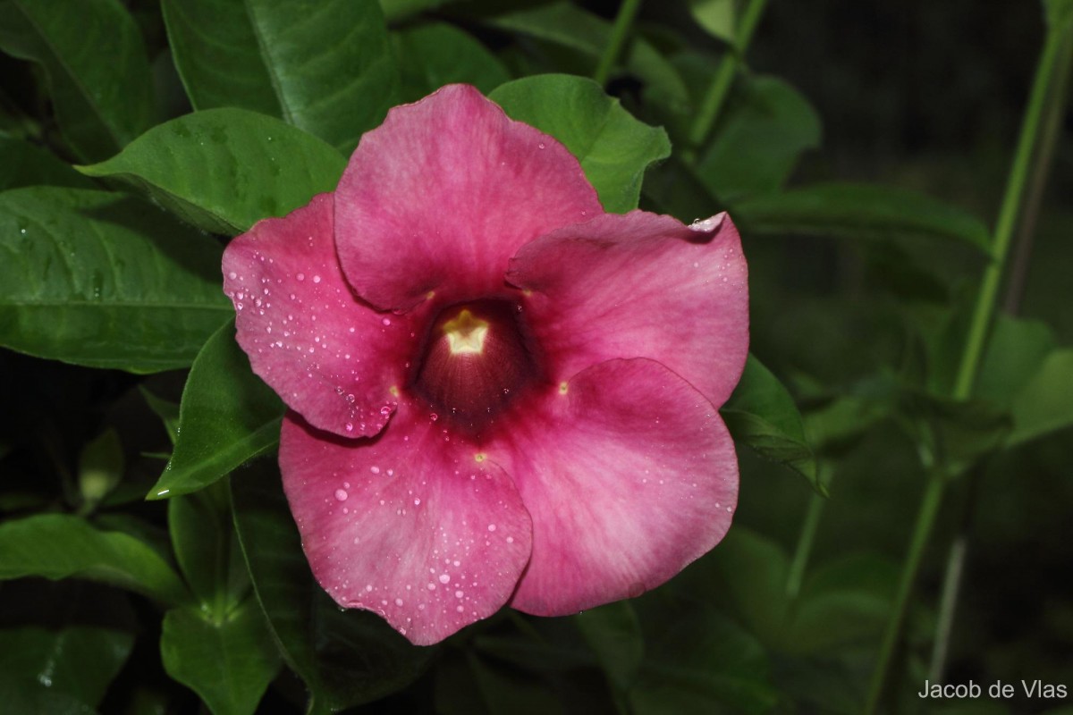 Allamanda blanchetii A.DC.